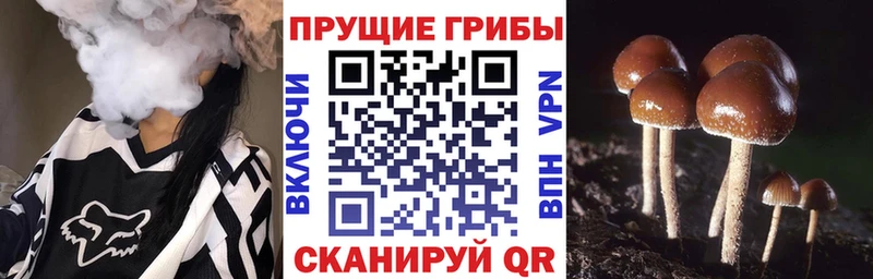 площадка формула  Буйнакск  Галлюциногенные грибы Psilocybe 